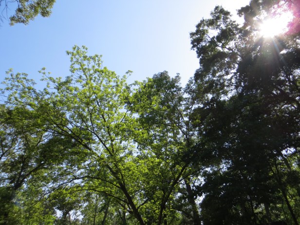 LOVE HIM IN THE MORNING