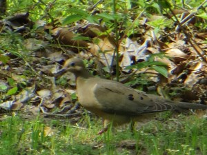 Photo Artist Susan Robertson (28)