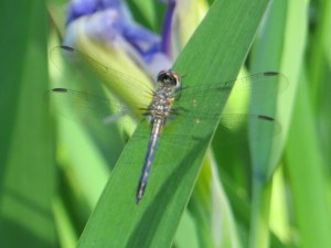 Photo Artist Susan Robertson (13)