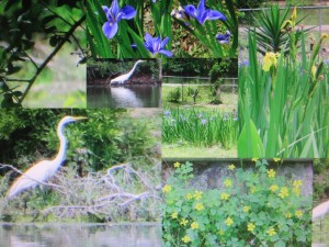 Photo Artist Susan Robertson (23)