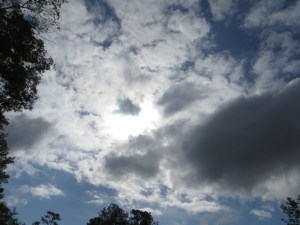 Photo Artist Susan Robertson (26)