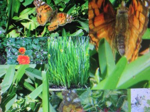 Photo Artist Susan Robertson (28)