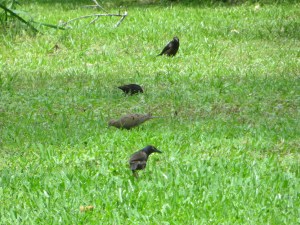 Photo Artist Susan Robertson (32)