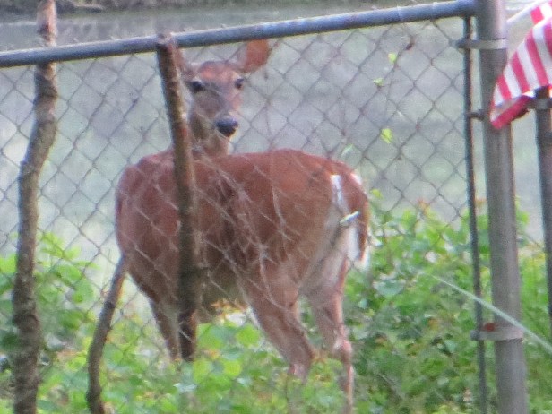 Deer Show Patients Of God