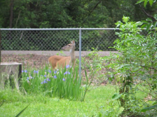 God Overpowers Nature