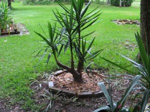 Photo Artist Susan Robertson (2)