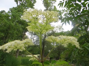 Photo Artist Susan  Robertson (22)