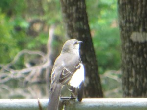 Photo Artist Susan Robertson (45)