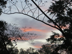 Photo Artist Susan Robertson (5)