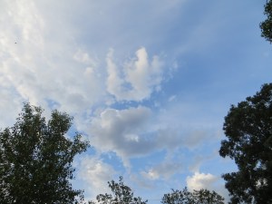 Photo Artist Susan Robertson (10)