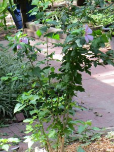 Photo Artist Susan Robertson (1)