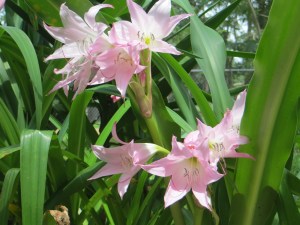 Photo Artist Susan  Robertson (13)