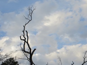 Photo Artist Susan Robertson (19)