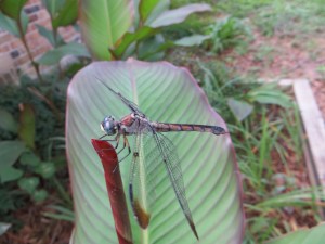 Photo Artist Susan Robertson (20)