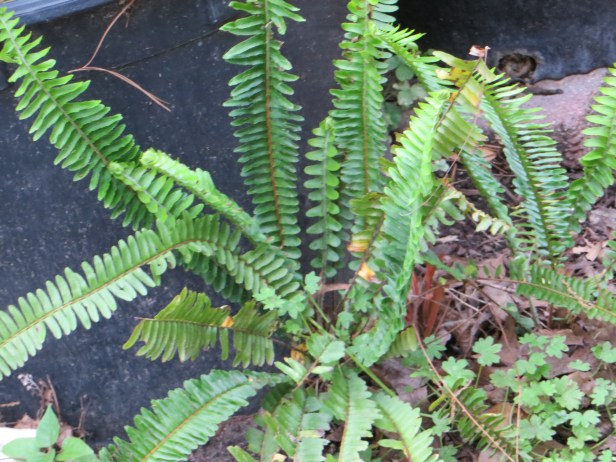 Ferns Bring Inspiration Where There Is None Found