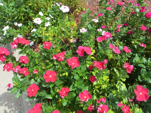 Impatiens Walleranna Hybrids