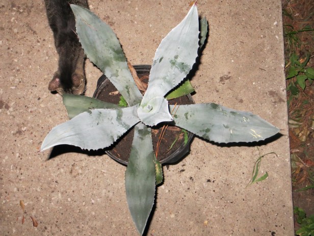  Agave