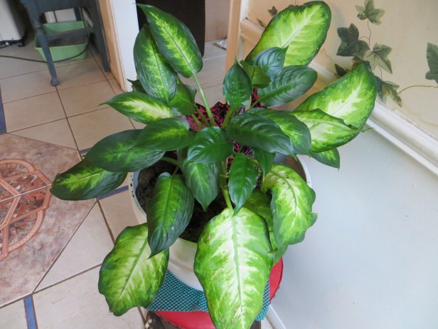Dieffenbachia Maculata