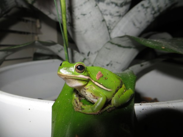 Fluorescent Light Enhance Beauty (Part 3)