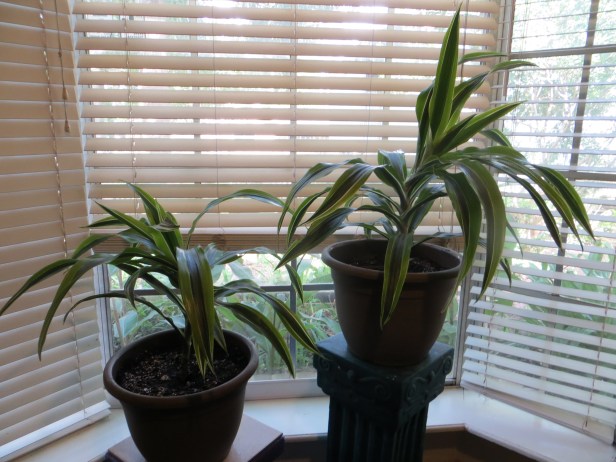 Fluorescent Light Enhance Beauty (Part 5)