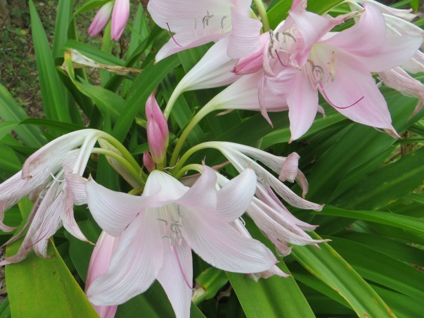 Bulb's!   Enhancing  Beauty