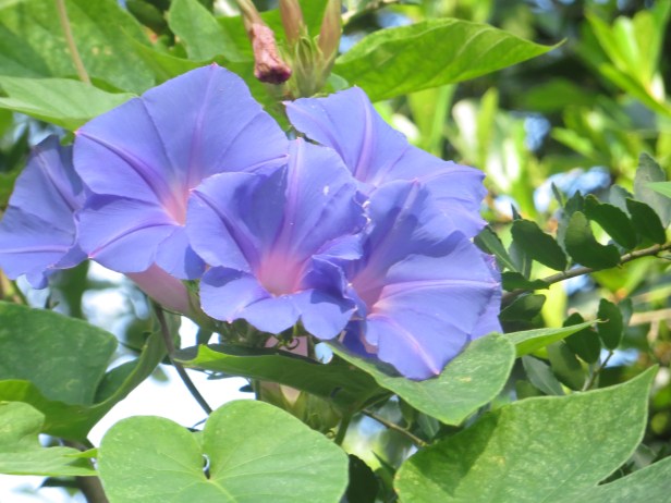 Morning-Glory (Heavenly Blue)