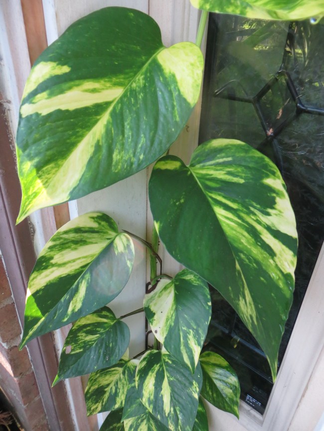 Philodendron Scandens (Heartleaf) Image