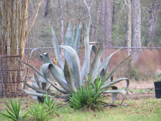 7Ft. Agave