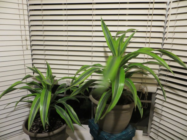 Pandanus Veitchii (Veitch Screw Pine)