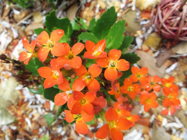 Kalanchoe Blossfeldiana Hybrids (Orange)