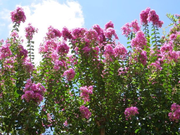 Lagerstroemia (Crape Myrtle)