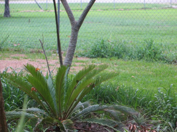 Sago Palm  (Cycas revoluta)