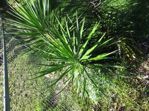 Care to Plant -Yuccas