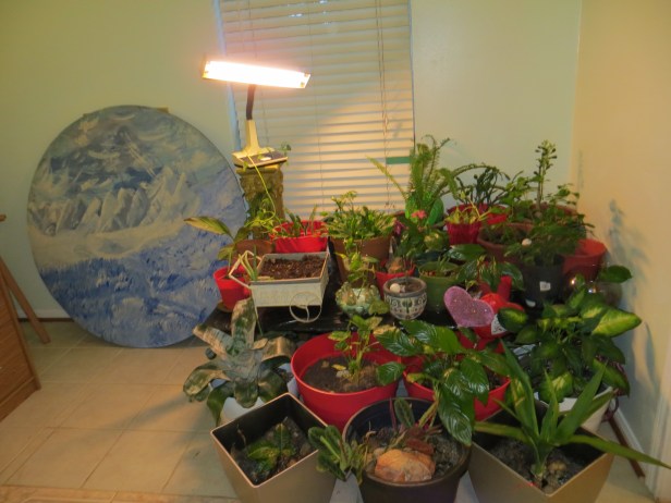 Fluorescent Light Enhance Beauty  (Part 1)