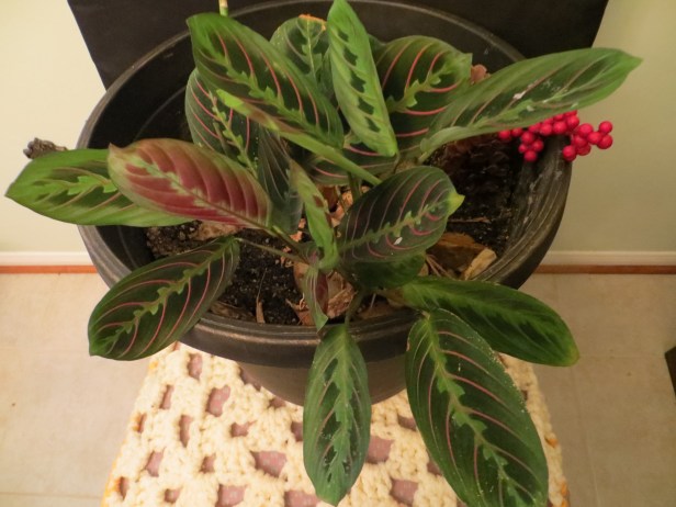 Prayer Plant Repotted
