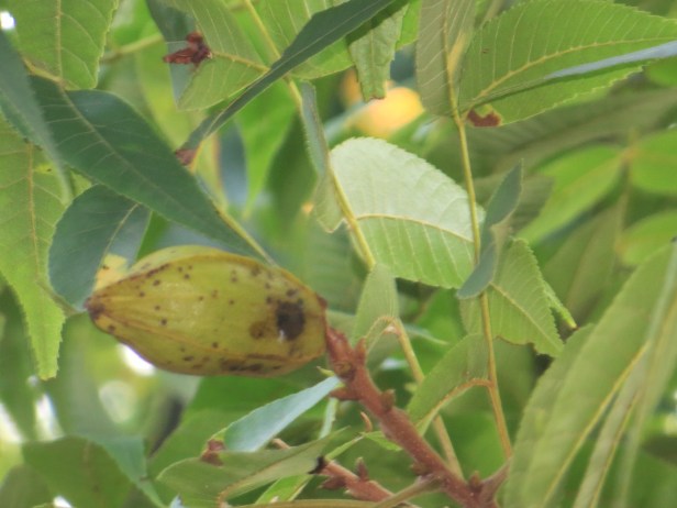 Pecan (Carya illinoinensis)