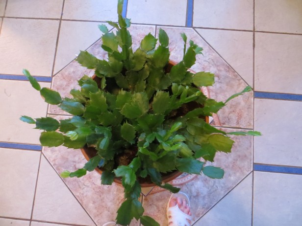 Thanksgiving Cactus (Schumbergera Truncata) Part One