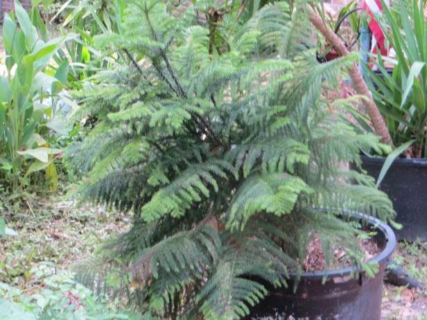 Norfolk Island Pine