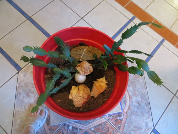 Schlumbergera Truncata (Epiphyllum) Part Two