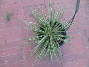 Photo Artist Susan Robertson (16)