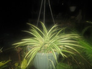 Photo Artist Susan Robertson (17)