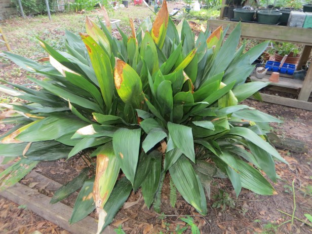 Aspidistra 