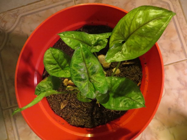 Syngonium Podophyllum 'ArrowHead Plant'