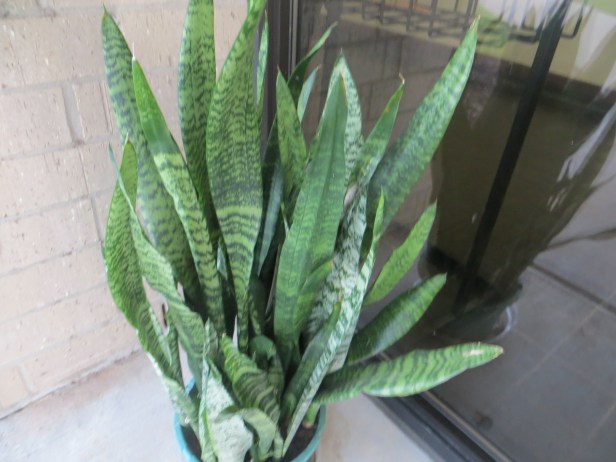 Sansevieria  (Mother-in-laws tongue)