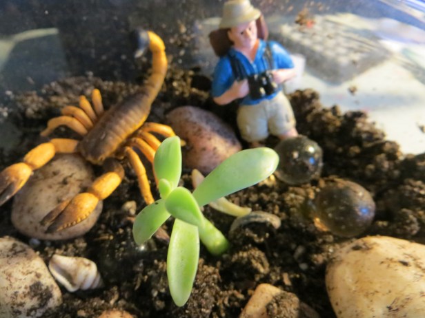 Sedum Morganianum (Donkey's Tail)
