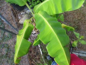 PhotoArtist Susan Robertson (10)