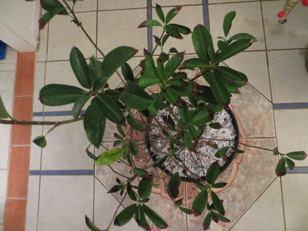 Red Robin Photinia (Fotinia Red Robin)