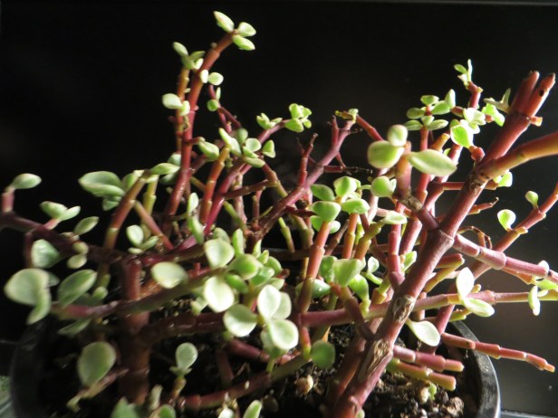 Rainbow Elephant Bush (Portulacaria afra variegata)