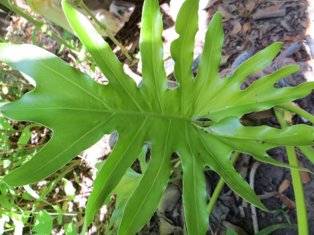Philodendron Bipinnatifidum (Finger plant)