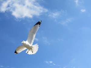 Photo Artist Susan Robertson (97)